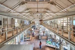 a372-artis-groote-museum-06-westzaal-artis-maarten-van-der-wal_original