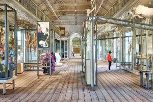 a372-artis-groote-museum-09-westzaal-artis-maarten-van-der-wal_original