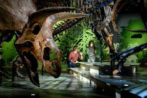 Triceratops_-de-kudde---doorkijkje---foto-Mike-Bink_Naturalis-Biodiversity-Center1_original