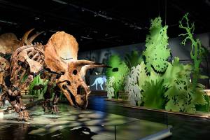 Triceratops_-de-kudde---foto-Mike-Bink_Naturalis-Biodiversity-Center_original