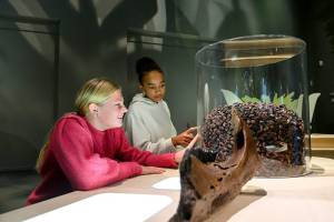 Triceratops_-de-kudde---hoeveel-tanden-wisselde-Triceratops---foto-Mike-Bink_Naturalis-Biodiversity-Center_original