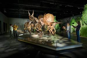 Triceratops_-de-kudde---met-publiek---foto-Mike-Bink_Naturalis-Biodiversity-Center_original